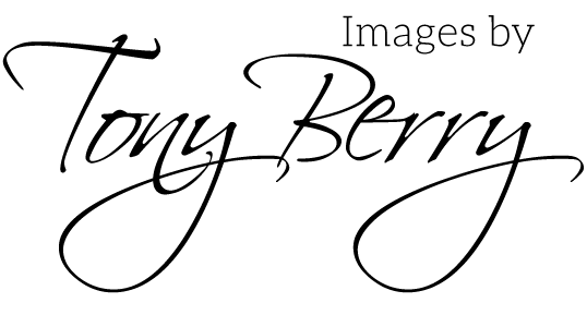 tonyberry logo
